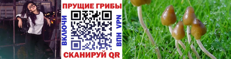 Купить где Черноголовка Псилоцибиновые грибы Magic Shrooms